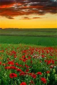 她寄人间满星河爆火全网